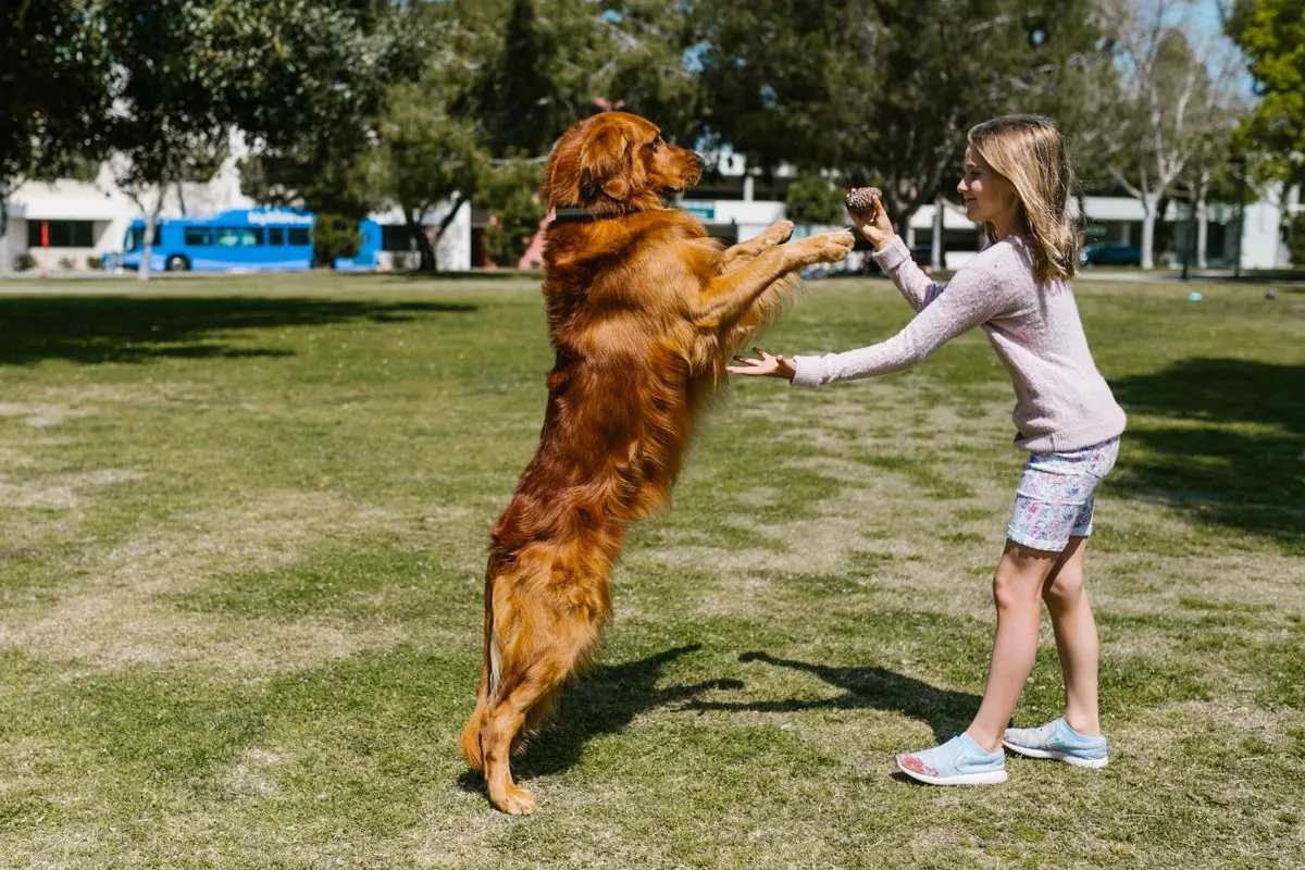 Deux chiens interagissant dehors