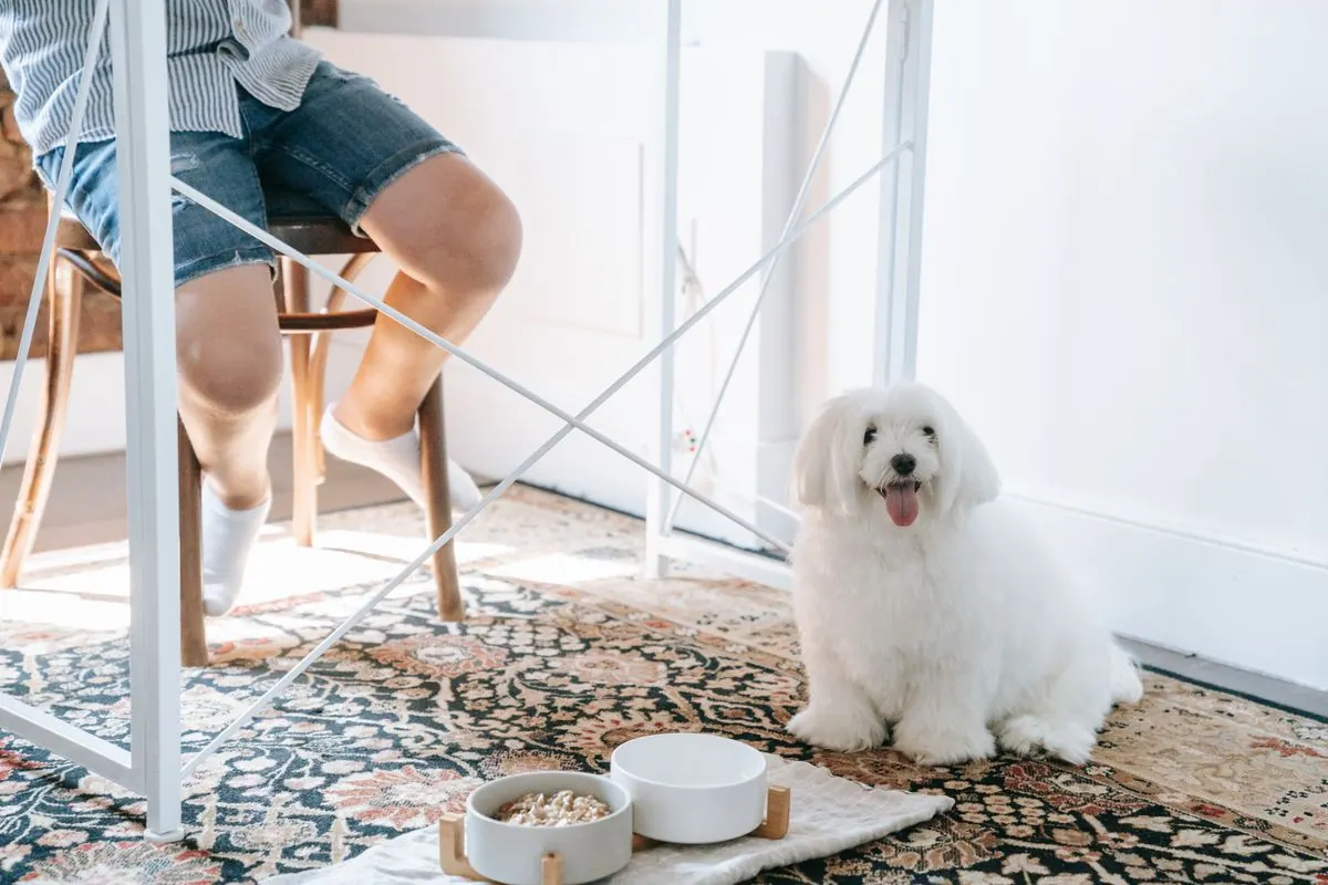 Chien assis près de ses gamelles sans manger