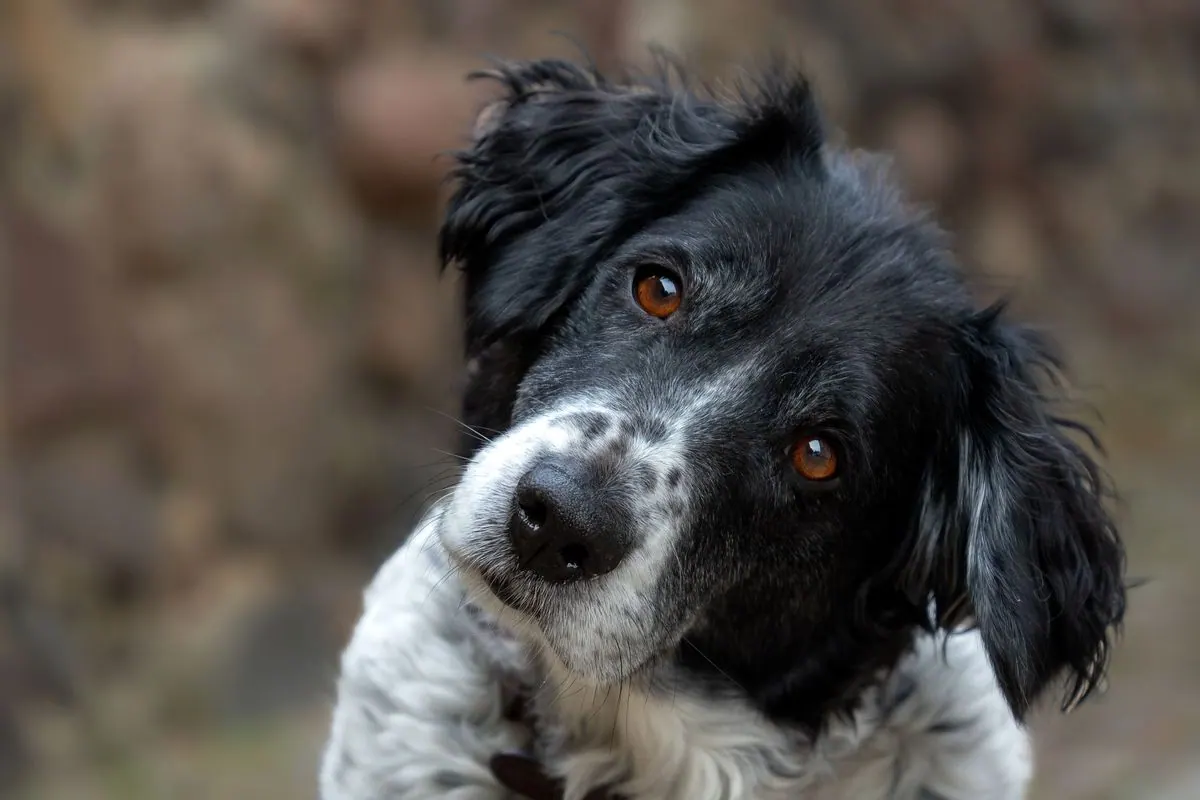Chien inclinant la tête de côté d'un air curieux