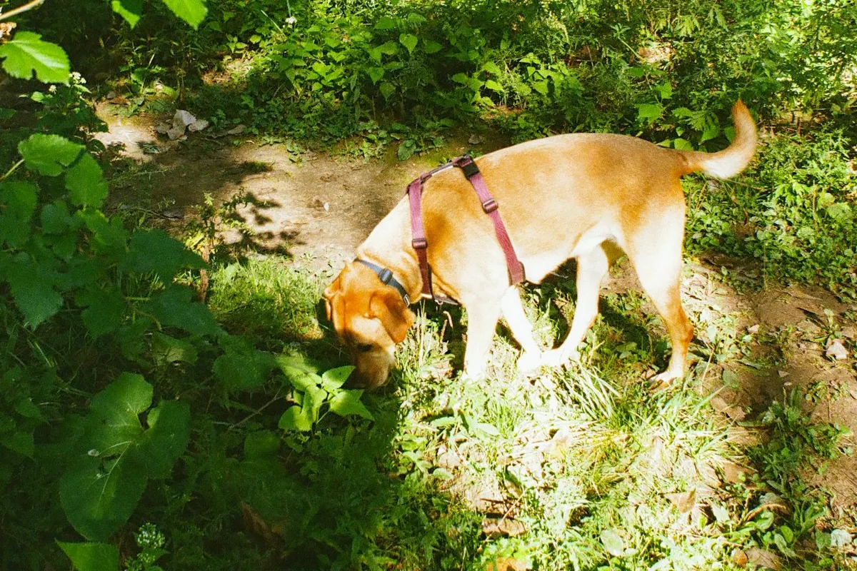 Chien en harnais reniflant le sol dans un sous-bois