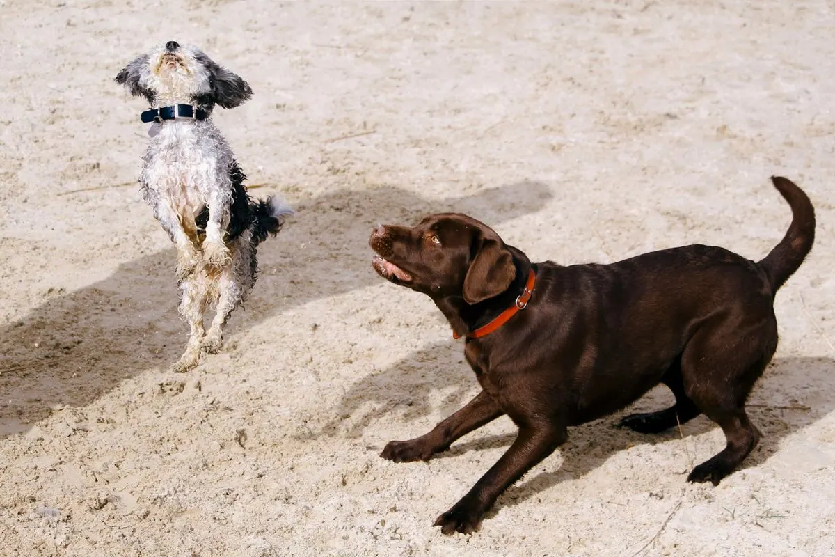 Chien bondissant joyeusement
