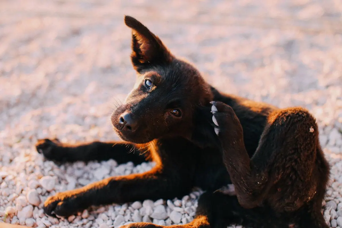 Chiot noir en train de se gratter l'oreille avec la patte