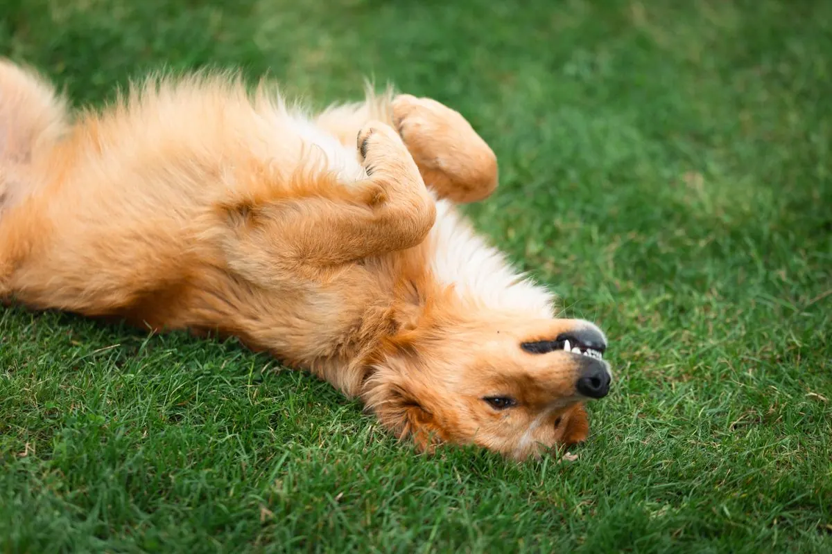 Chien se roulant sur le dos dans l'herbe