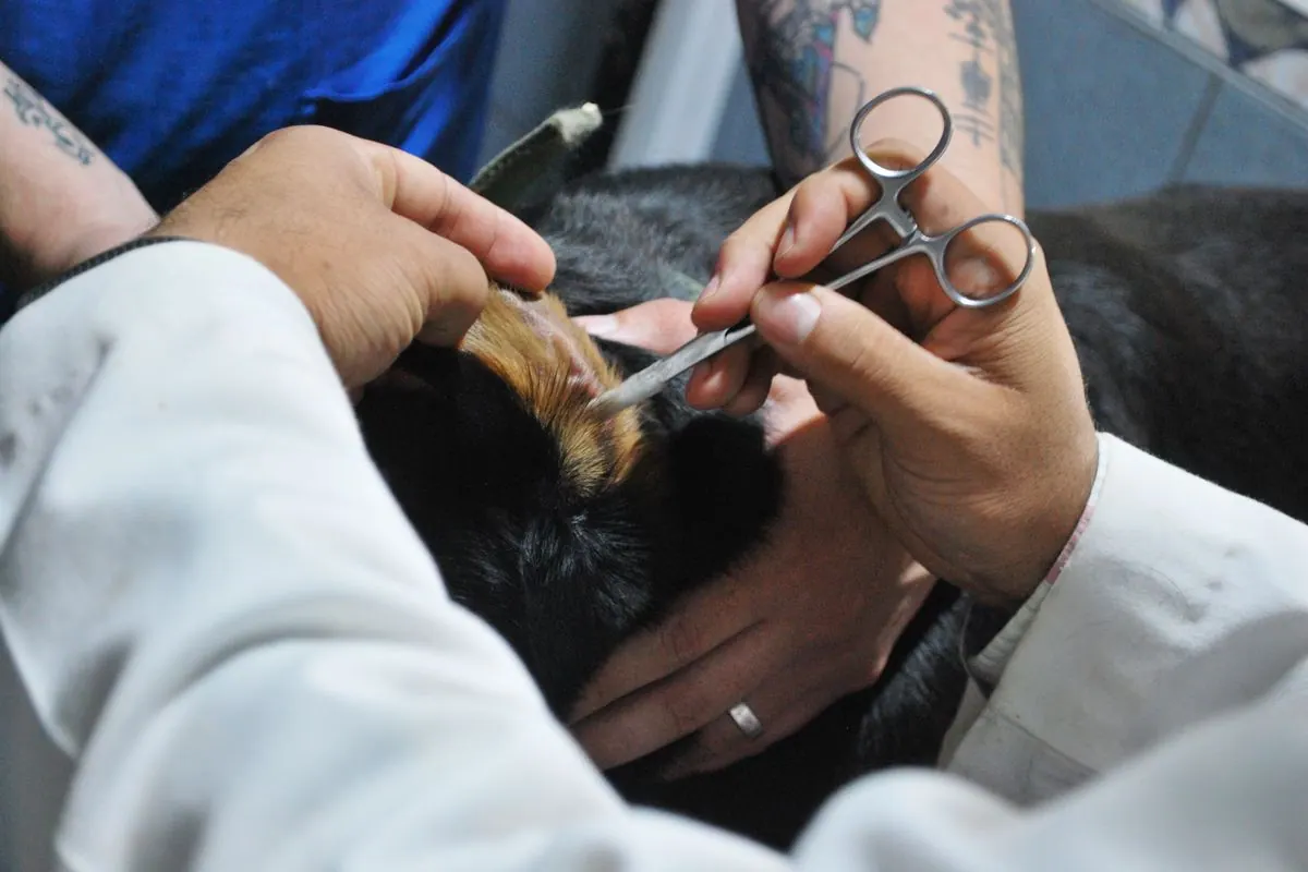 Vétérinaire nettoyant l'oreille d'un chien avec un coton