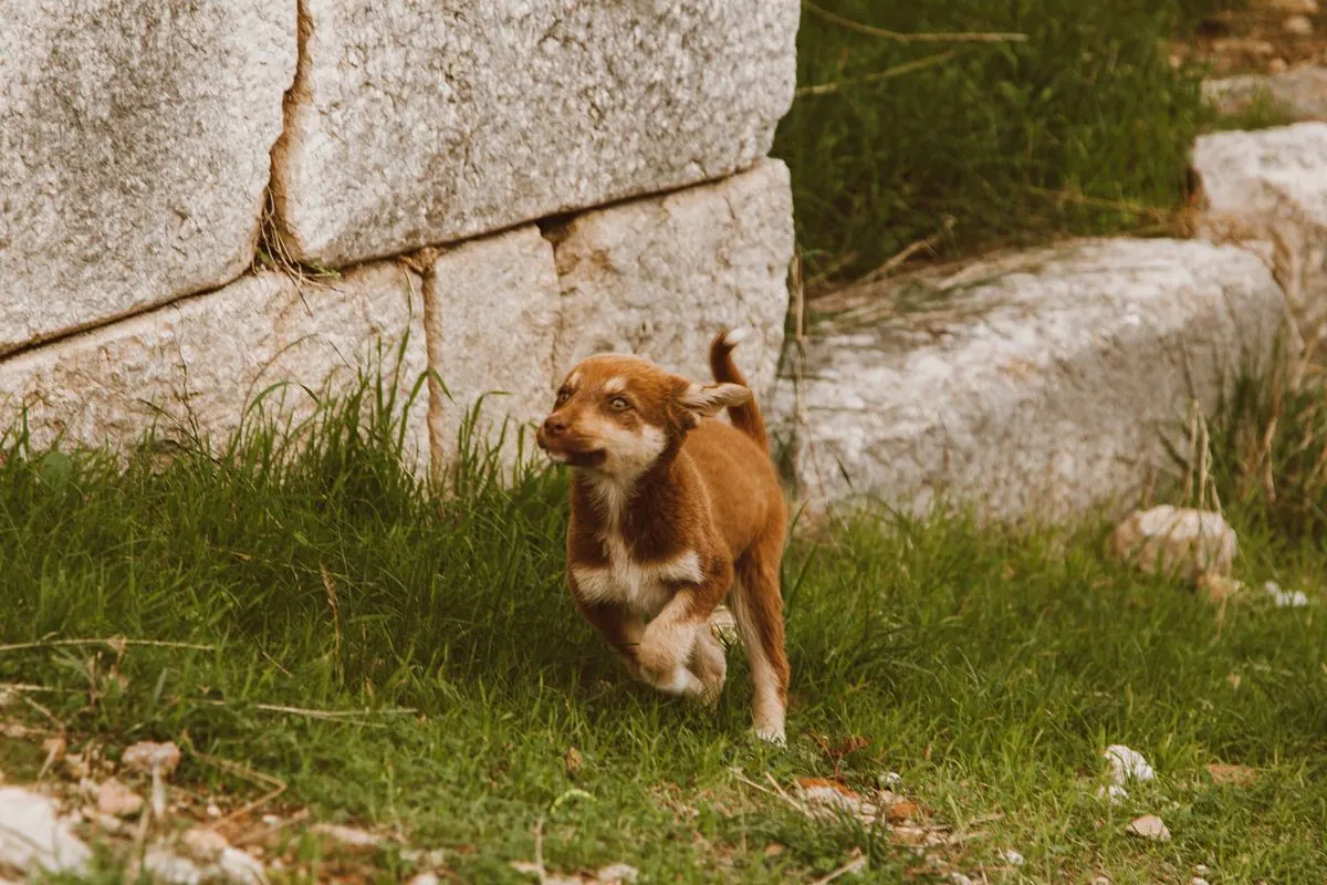 Jeune chien en pleine course tournant dans l'herbe