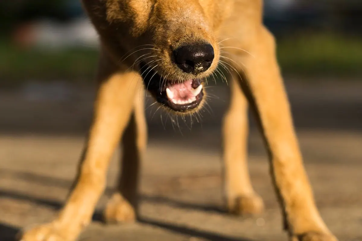Chien tête baissée en pleine quinte de toux, pattes écartées