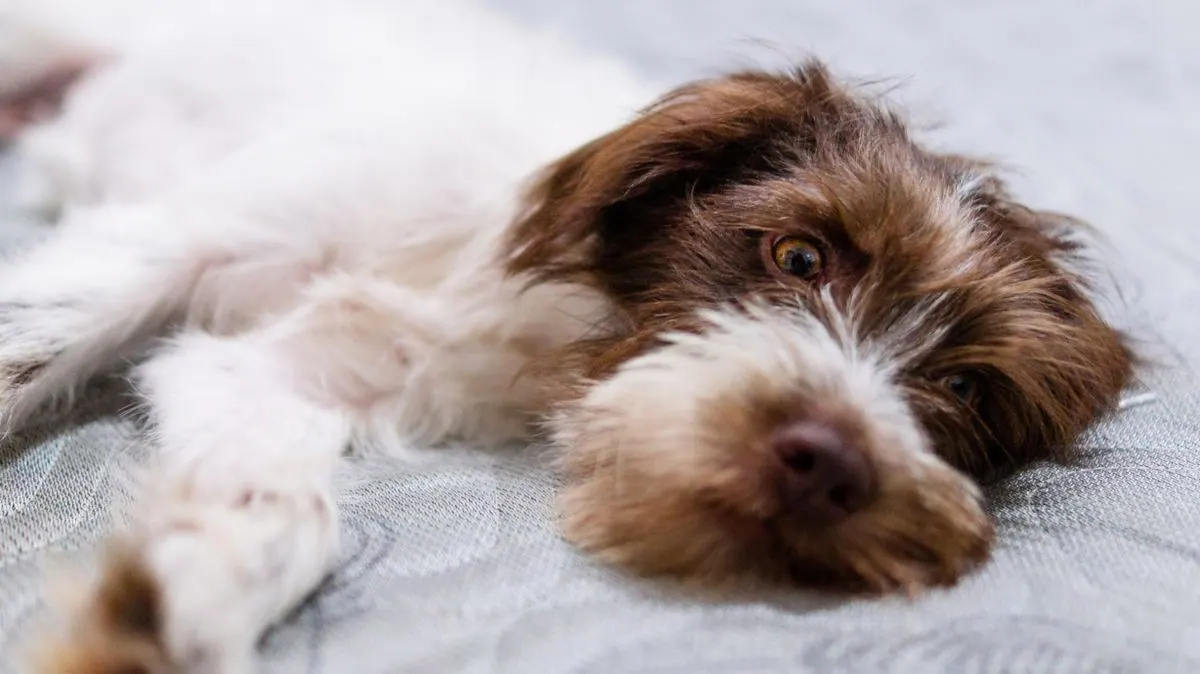 Chien allongé au sol, l'air fatigué et nauséeux
